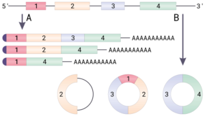 https://commons.wikimedia.org/wiki/User:Helixitta