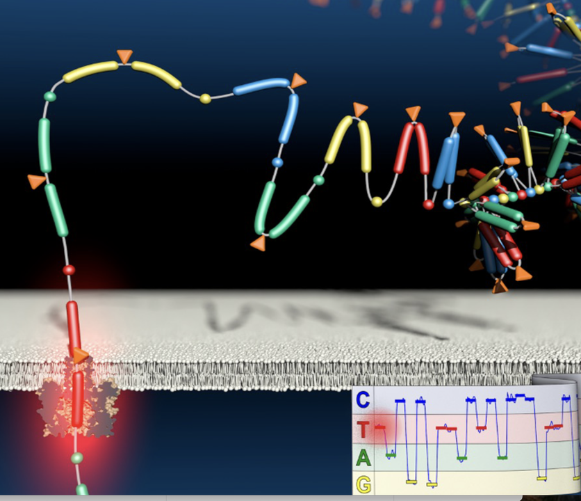 Roche sequencing platform article illustration